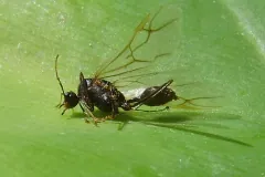 Winged male weaver ant, dark-bodied with large eyes and long veined wings, resting on a green leaf
