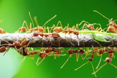 Dozens of orange weaver ants crowding over and under a thin branch against a green background