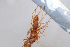 Asian weaver ants hanging in a chain below a twig, each gripping the ant above it