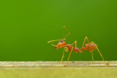Orange weaver ant striding along a wooden edge against a plain green background