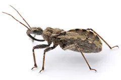 Assassin Bug (Acanthaspis petax) displaying natural behavioral traits in wild habitat
