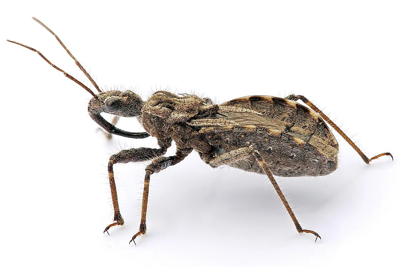 Assassin Bug (Acanthaspis petax) displaying natural behavioral traits in wild habitat