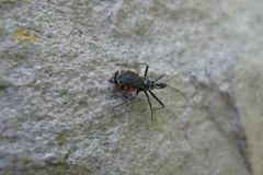 Assassin Bug (Acanthaspis petax) displaying natural behavioral traits in wild habitat