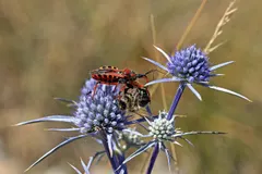 Assassin Bug (Acanthaspis petax) displaying natural behavioral traits in wild habitat