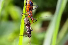 Assassin Bug (Acanthaspis petax) displaying natural behavioral traits in wild habitat