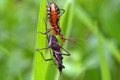 Assassin Bug (Acanthaspis petax) displaying natural behavioral traits in wild habitat