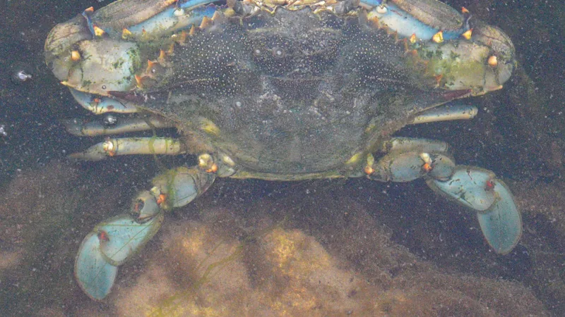Atlantic blue crab in shallow water, blue-tipped claws spread wide