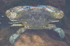 Atlantic Blue Crab