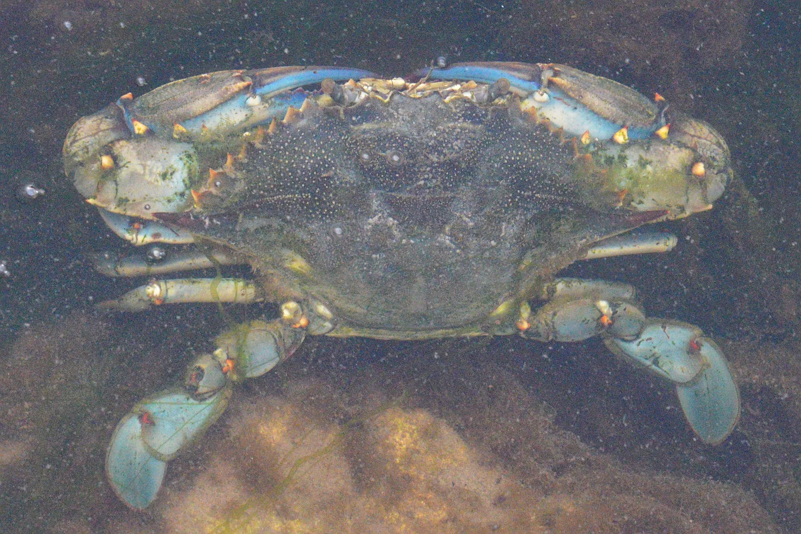 Atlantic Blue Crab