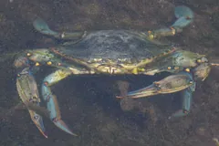 Atlantic blue crab on a muddy bottom with its paddle-shaped rear legs visible