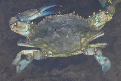 Olive-shelled Atlantic blue crab with bright blue claws in a Spanish lagoon