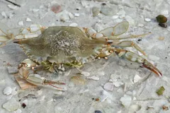 Atlantic blue crab half-buried in shelly sand on a Florida shore