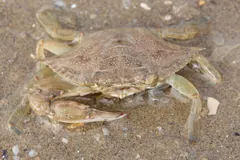 Atlantic blue crab settled on sand in the Adriatic, outside its native range