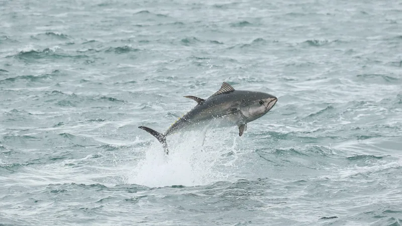 Atlantic Bluefin Tuna in this matchup