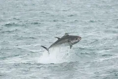 Atlantic Bluefin Tuna