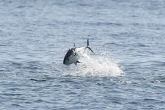 Atlantic bluefin tuna arcing out of the sea in a burst of spray