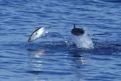 Two Atlantic bluefin tuna breaking the surface of deep blue water