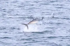 Atlantic bluefin tuna launching from the sea with others splashing behind