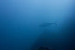Atlantic bluefin tuna cruising in blue water above a rocky reef
