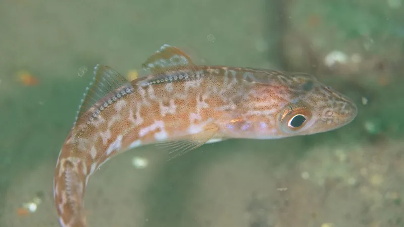 Speckled Atlantic cod swimming above a greenish seabed