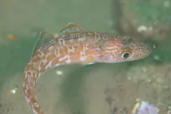 Atlantic Cod