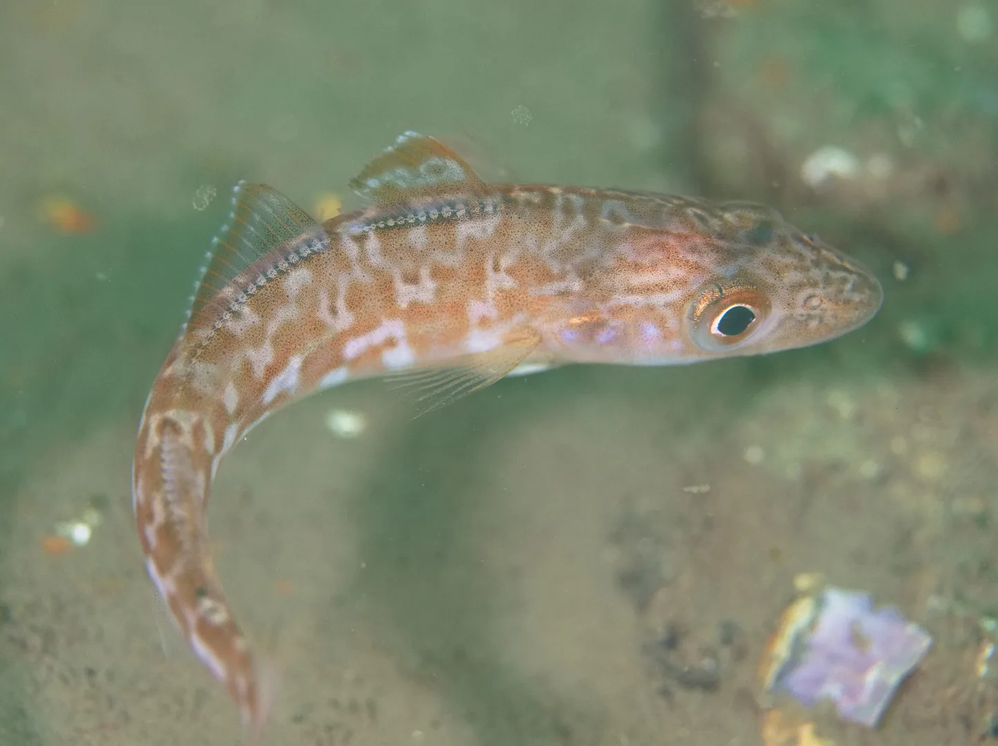 Atlantic Cod
