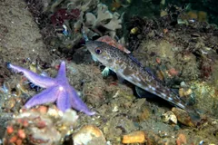 Atlantic cod resting on a rocky seabed beside a purple starfish