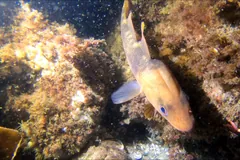 Atlantic cod hovering among seaweed in shallow water