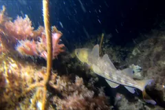 Atlantic cod gliding past kelp in blue water