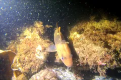 Golden-brown Atlantic cod over a weedy rock reef