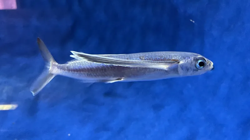 Atlantic Flying Fish (Hirundichthys oxycephalus) swimming underwater in open ocean water