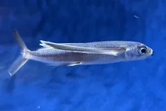 Atlantic Flying Fish (Hirundichthys oxycephalus) swimming underwater in open ocean water