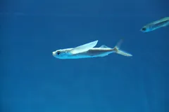 Flying fish (Cheilopogon pinnatibarbatus) underwater portrait with outstretched pectoral wings