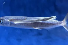 Flying fish (Hirundichthys oxycephalus) cruising underwater displaying silver iridescent scales