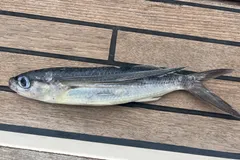 Wild tropical two-wing flying fish (Exocoetus volitans) swimming near ocean surface