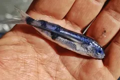 Live barbel flying fish (Exocoetus monocirrhus) in natural marine water showing wing-fins