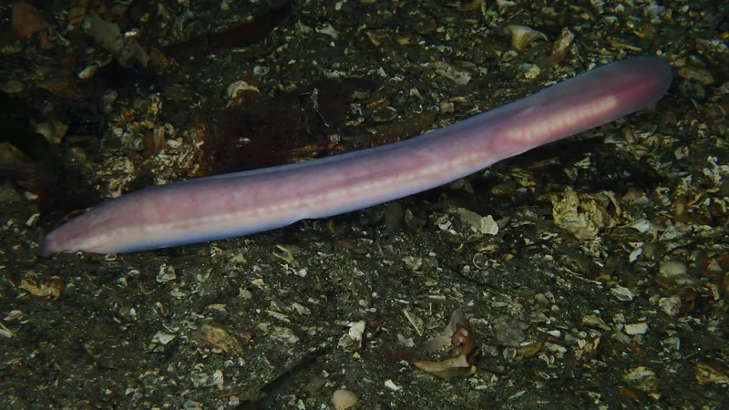 Pale pink hagfish lying along a seabed of broken shell and grit, its body flat-sided and eyeless