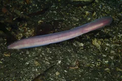 Atlantic Hagfish