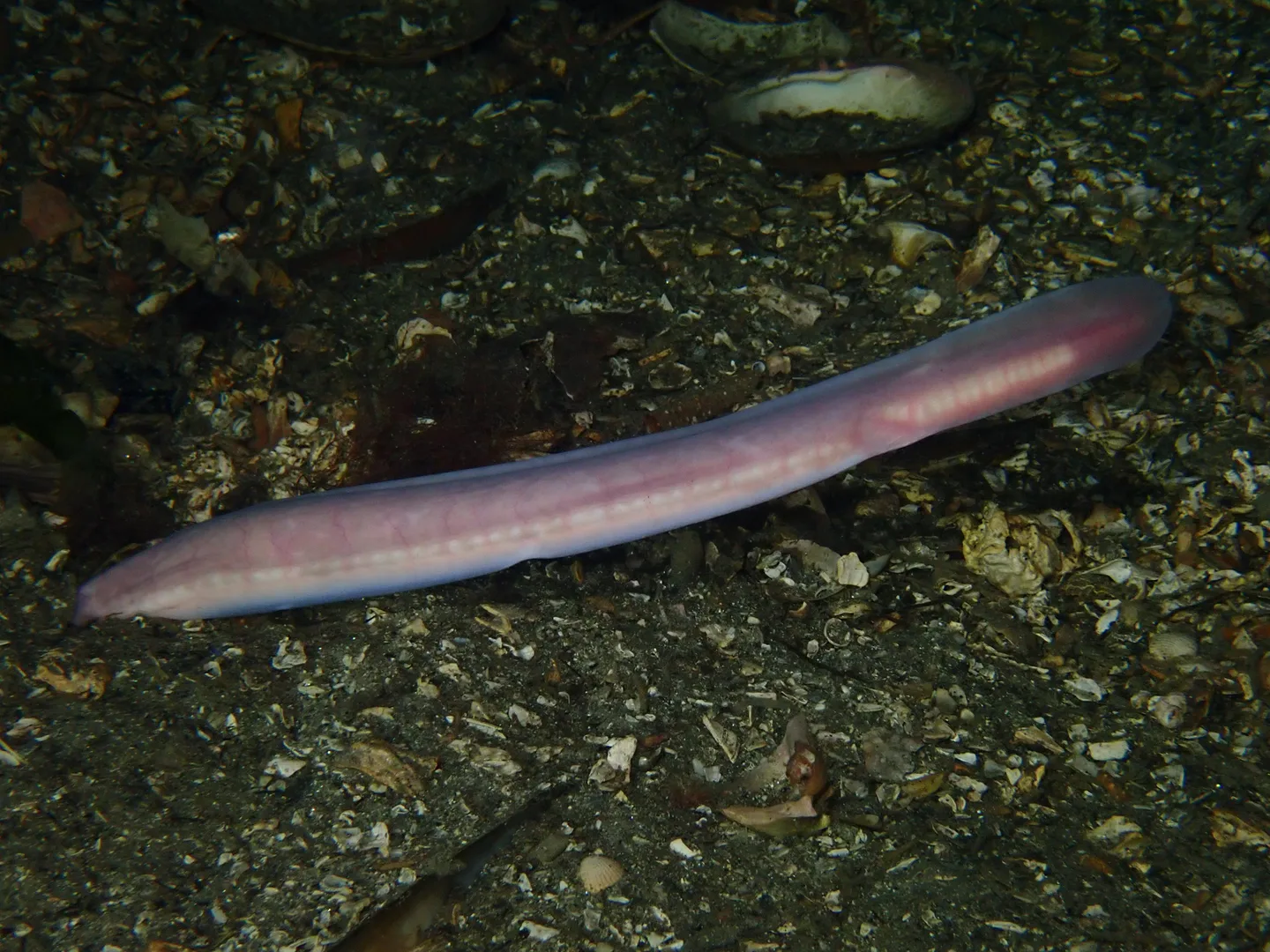 Pale pink hagfish lying along a seabed of broken shell and grit, its body flat-sided and eyeless