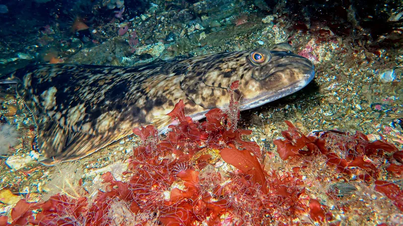 Atlantic halibut lying flat on the seabed among red algae off Norway, both eyes facing up