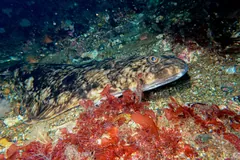 Atlantic Halibut