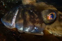Close view of an Atlantic halibut's head underwater, with a bronze eye and wide mouth