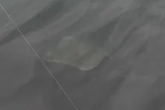 Pale shape of an Atlantic halibut swimming just under the surface of a Norwegian harbour