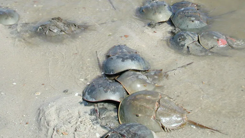 Several Atlantic horseshoe crabs crawling through clear shallow water over sand