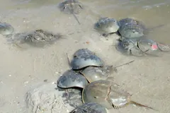 Atlantic Horseshoe Crab