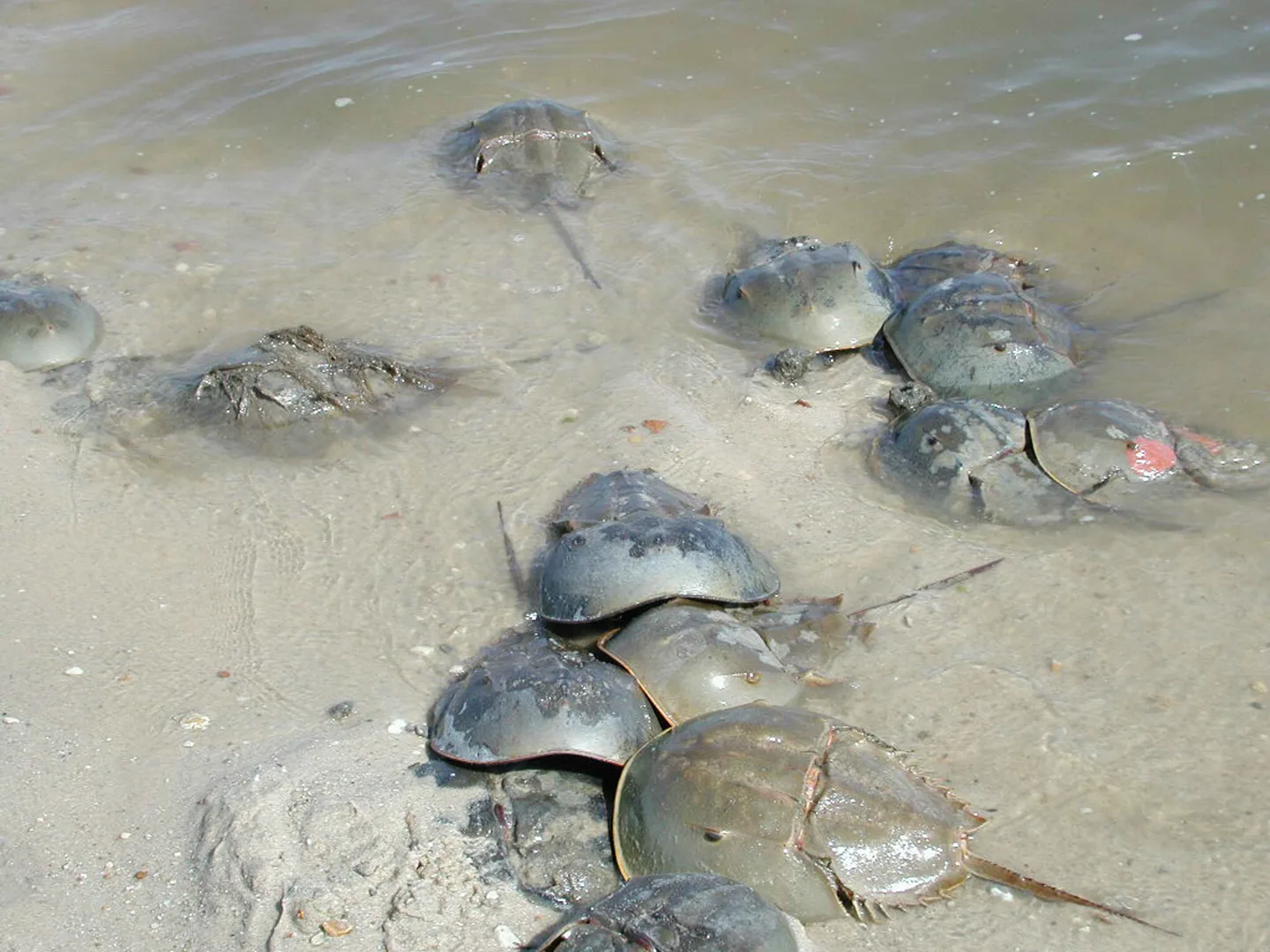 Atlantic Horseshoe Crab