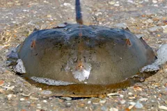 Atlantic horseshoe crab on a pebbly shore, its domed brown shell and long spine-like tail showing