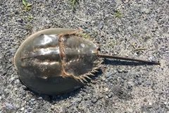 Atlantic horseshoe crab on dark gravel, seen from above with its tail stretched out behind