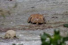 Atlantic horseshoe crab crossing wet mud at the edge of a Florida lagoon