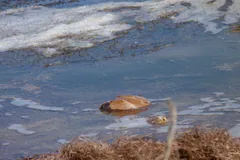 Atlantic horseshoe crab half-submerged in a shallow Florida lagoon